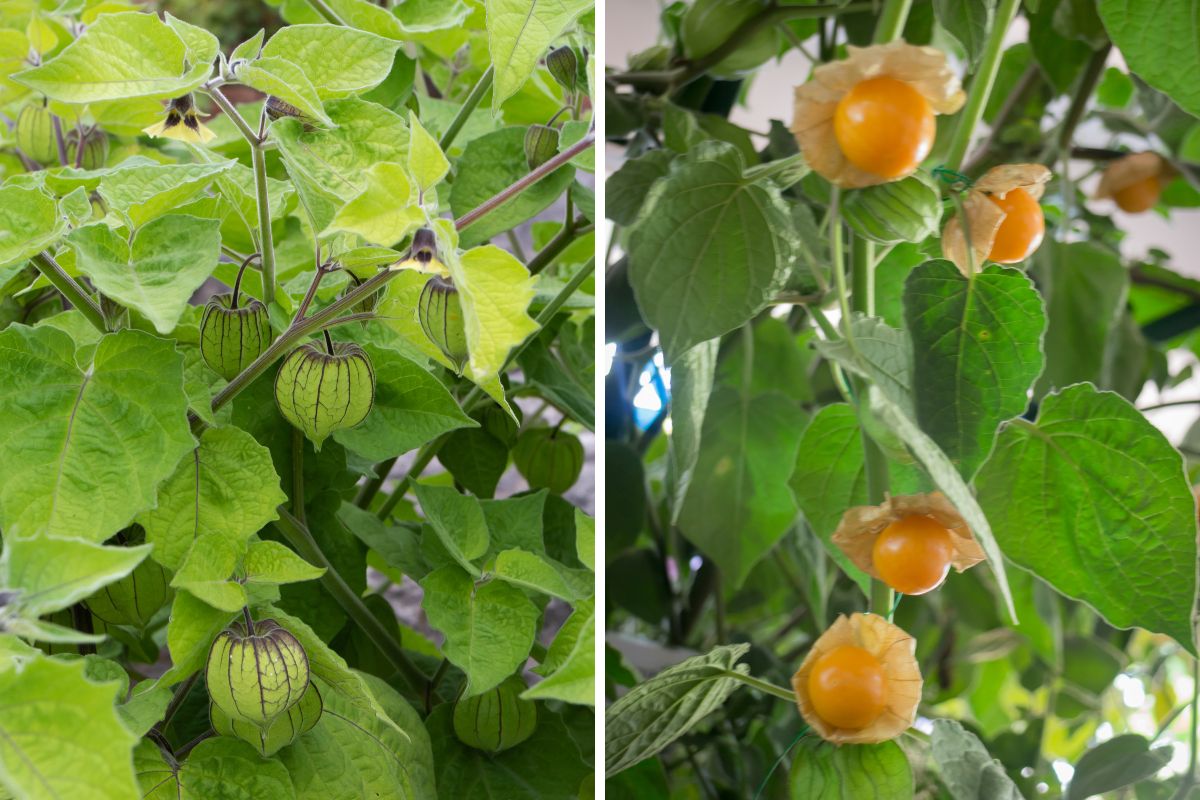 gooseberry tomatillo